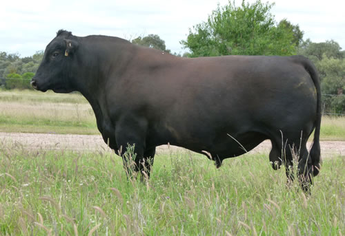 Raff Angus sire